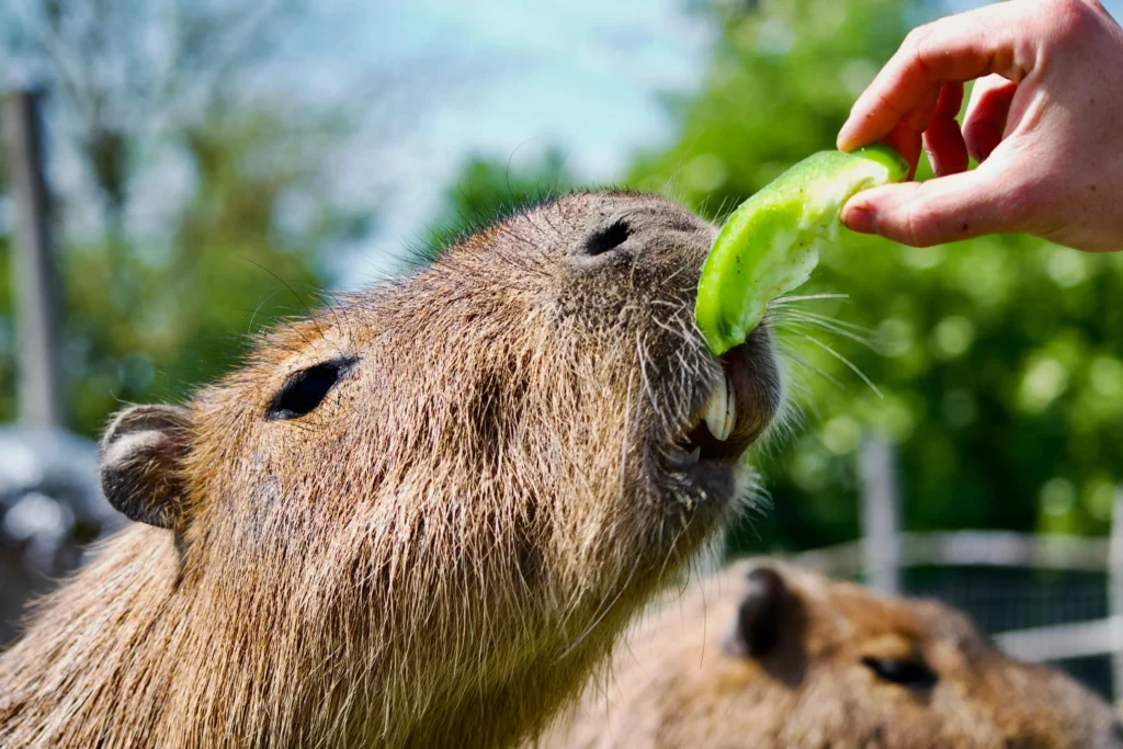 Capybara eating a slice of cucumber from a person’s hand outdoors in a natural green environment.