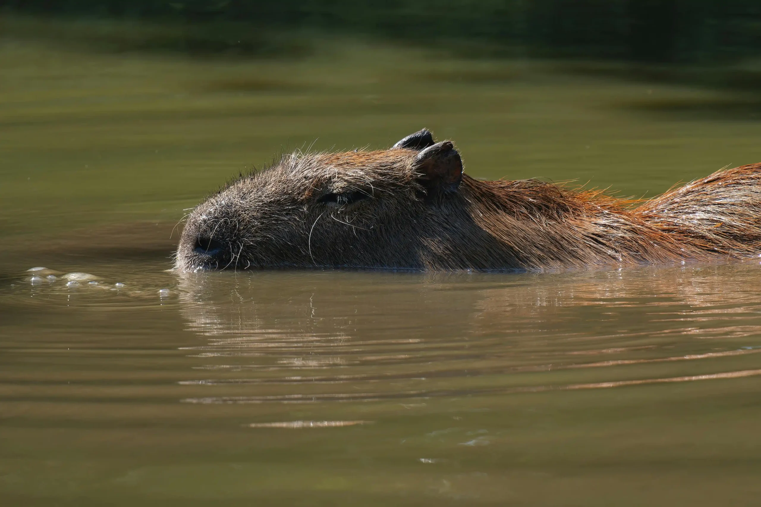 A close-up profile of a capybara swimming in forest lake