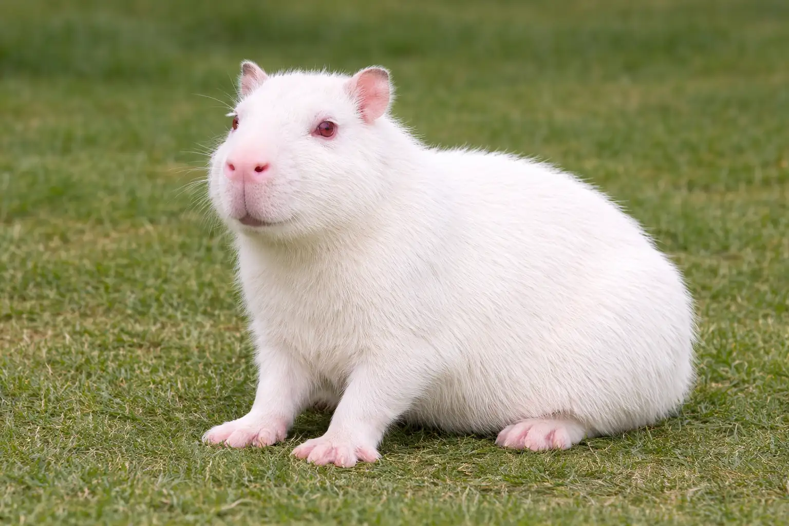 Albino capybara sitting on grass with white fur, pink nose, and red eyes in a natural outdoor setting.