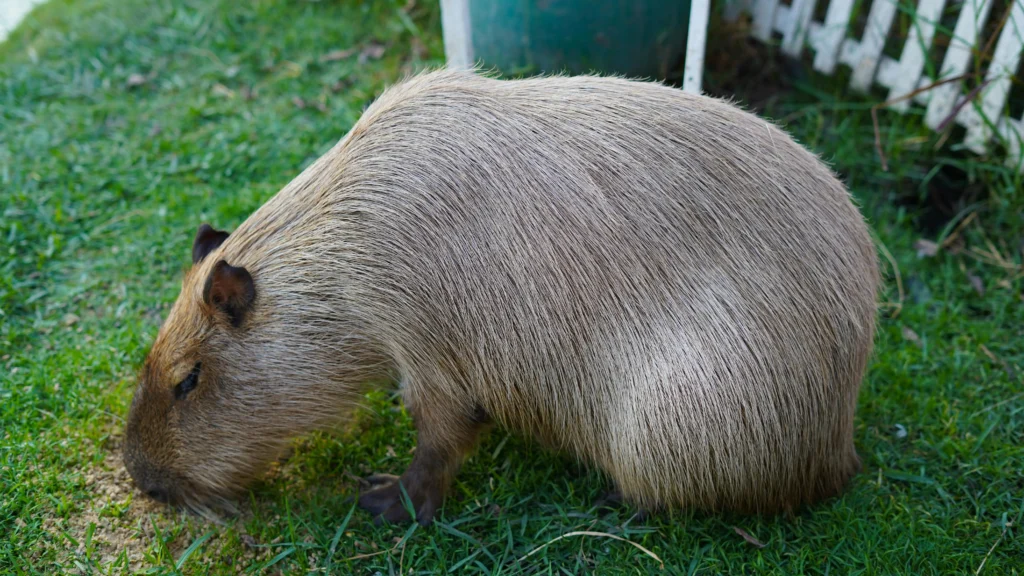 pexels phiraphonsrithakae 20176394 2