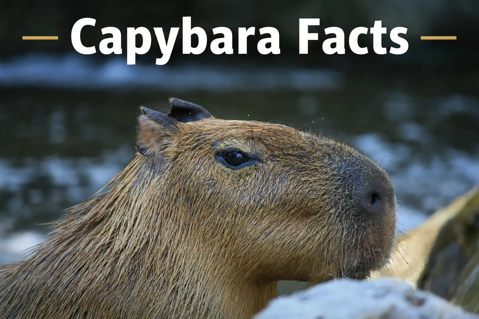 the ultimate guide about capybara facts
