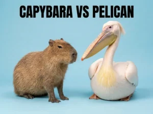 Can a Pelican Really Eat a Capybara? The Truth